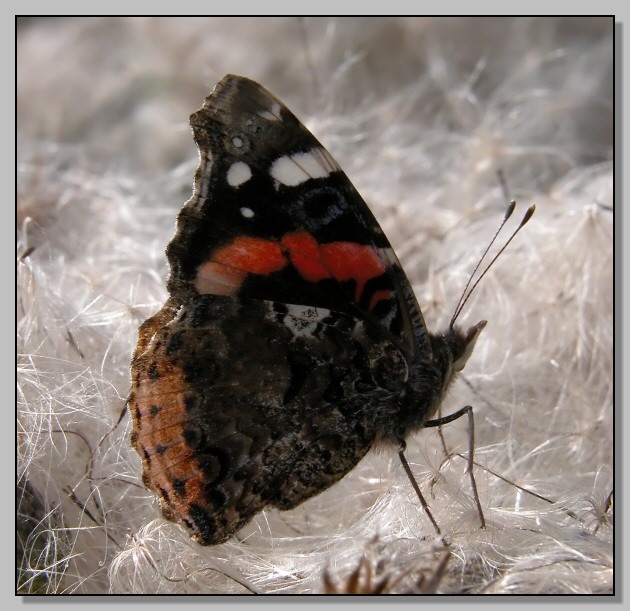 Zygaenidae e Vanessa atalanta